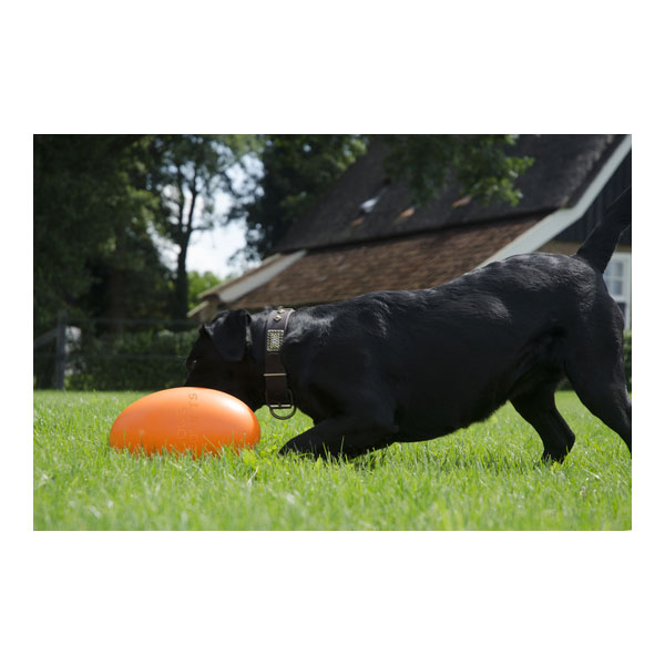 Dog Comets Pan-Stars Treibei - Orange / M – Bild 4